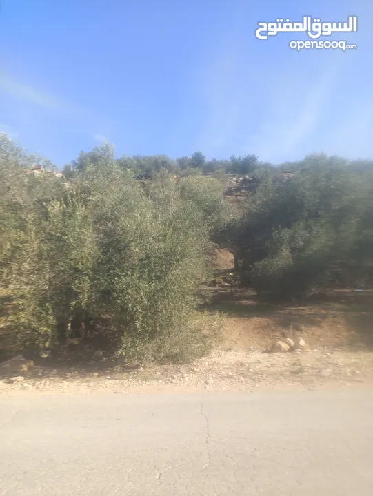 ارض زراعيه في بلعا دير الغصون