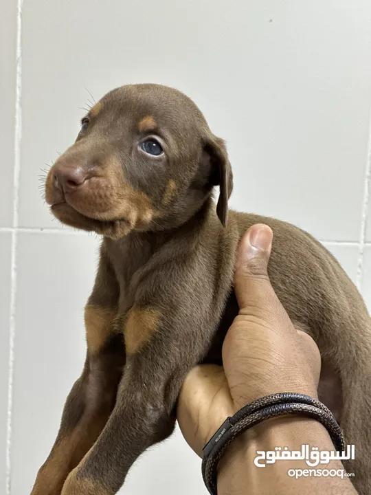 Doberman  males and females available