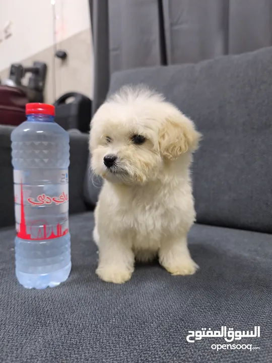 teacup Maltipoo female