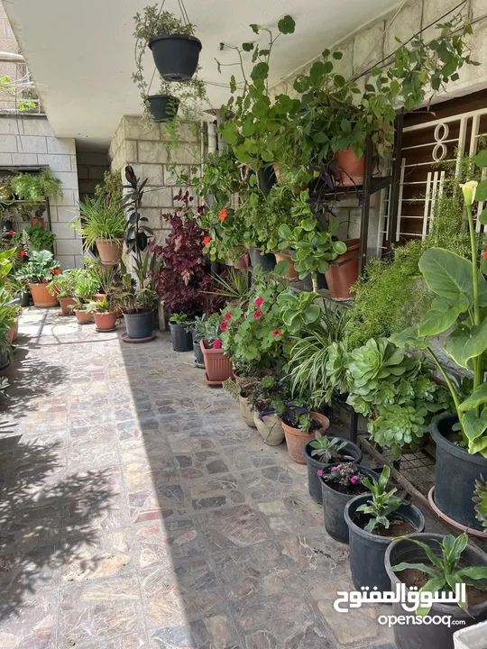 زريعة للبيع عدد 250 قوار مشكلات