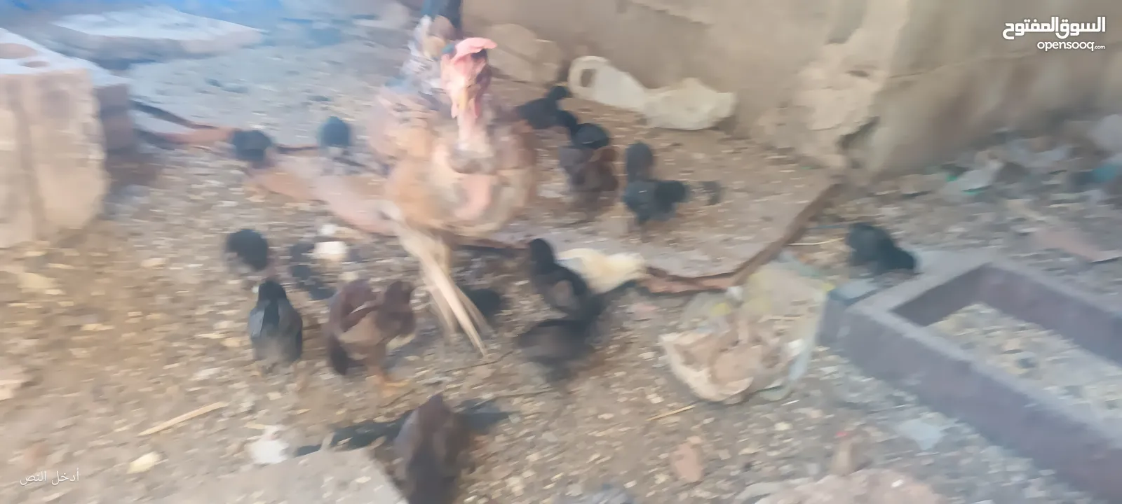 جاجه يهوديه معها 25 صوص بلدي