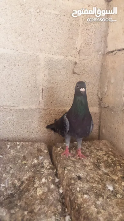 كوم حمام للبيع العدد 12 طير