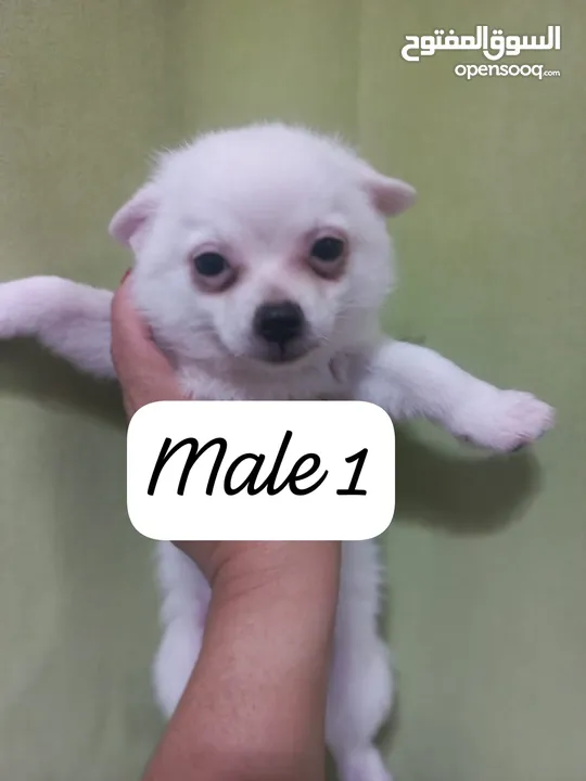 small breed chihuahua  DOB: APRIL 29,2024