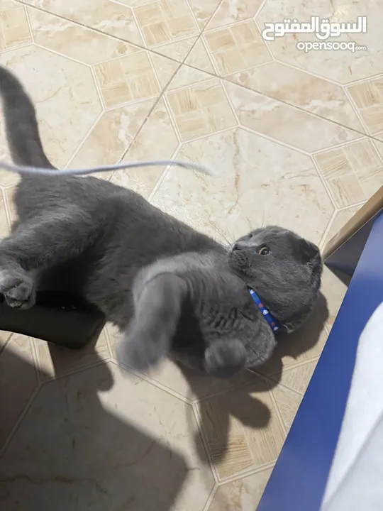 قط Scottish Fold للبيع بسعر مميز