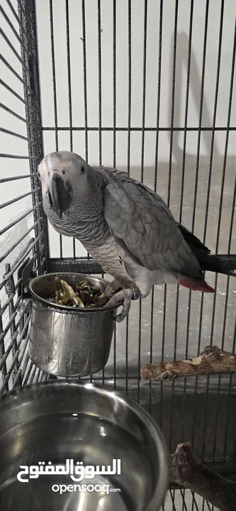ببغاء جاكو عمر سنه متكلم نابلس المعني