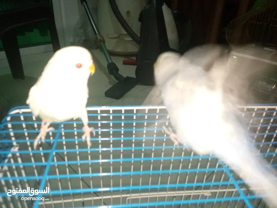 طيور حب للبيع جوز