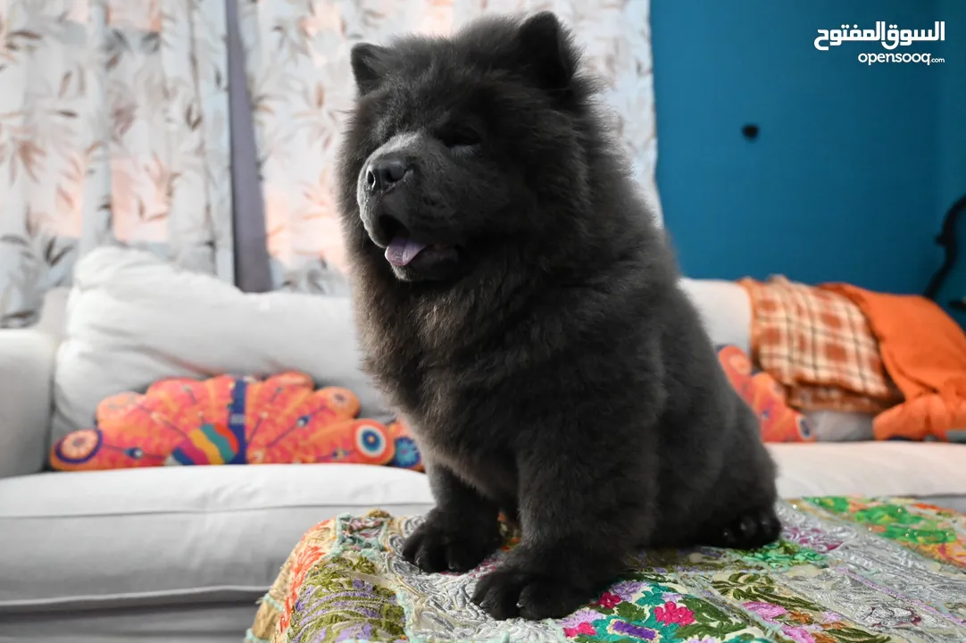 Chow Chow Blue Male Puppy