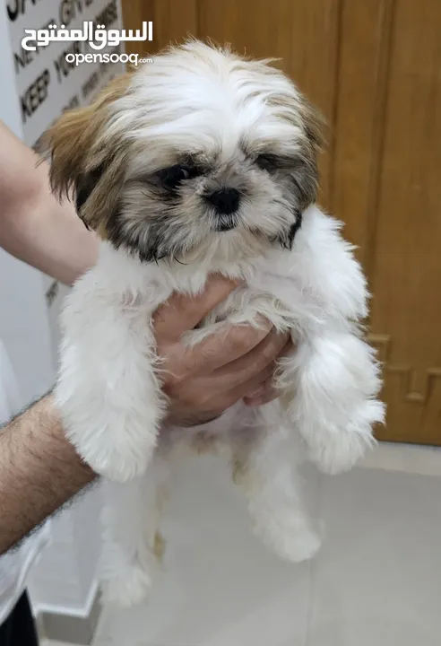 Adorable 6-Month-Old Female Shih Tzu Puppy
