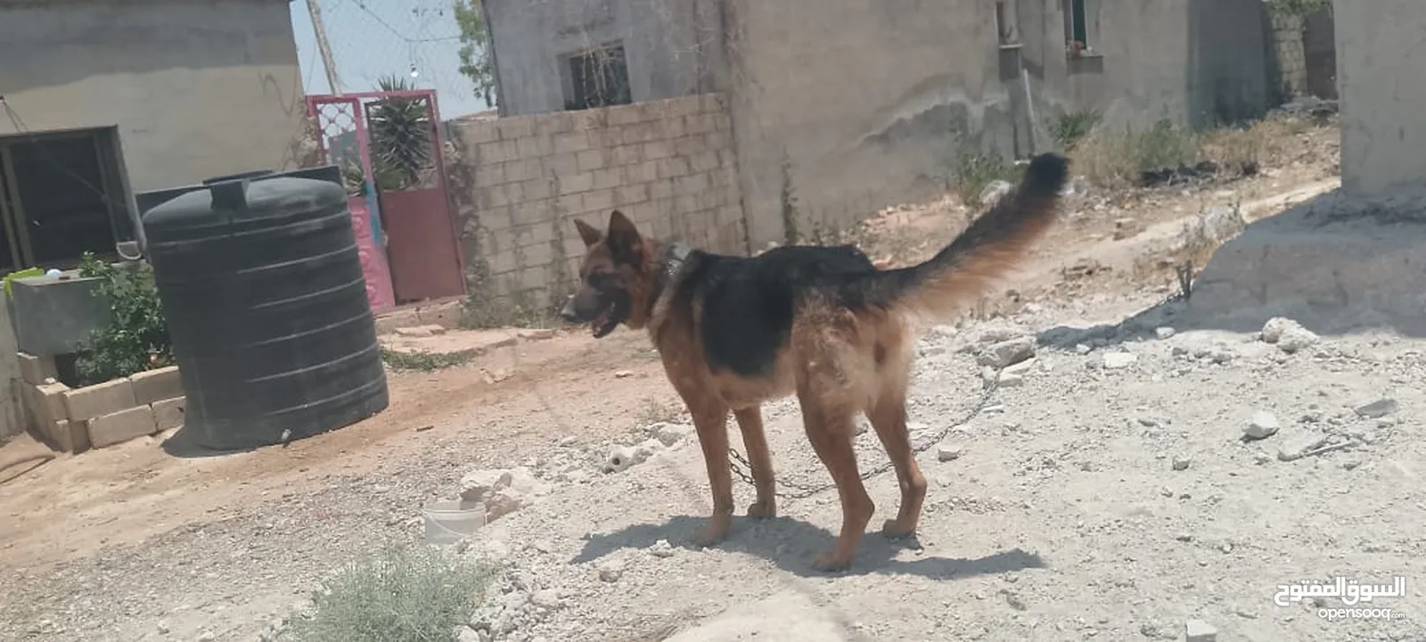 كلبه انثى جيرمن