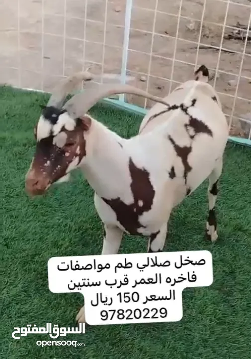 صخل صلالي فاخر