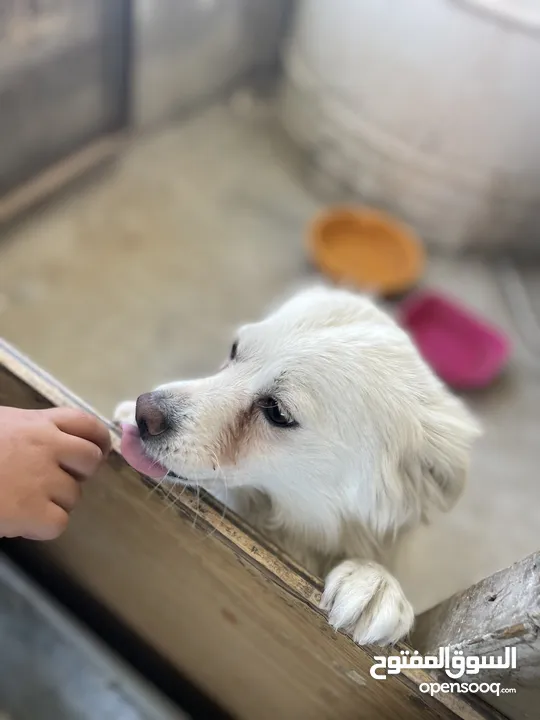 كلب لطيف للبيع بسعر ممتاز