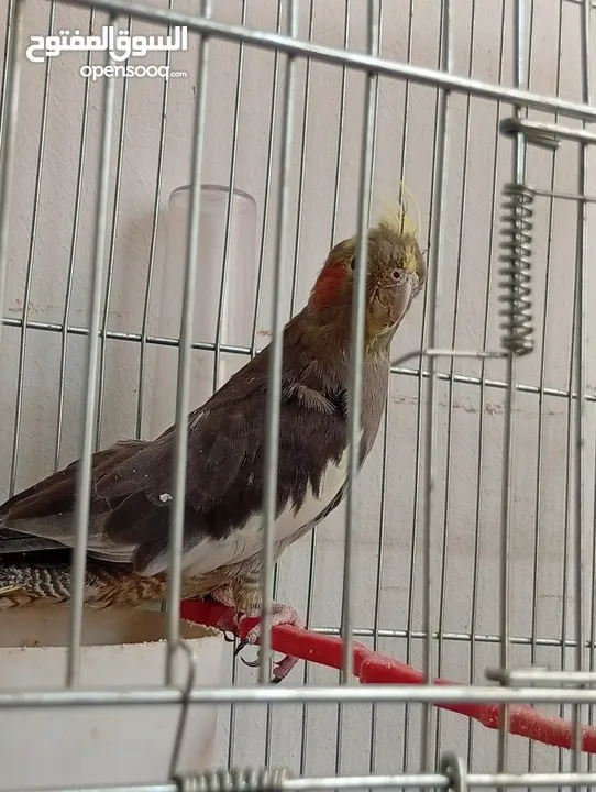 يوجد لدي اربع ببغاوات كوكتيل ما في ولا واحد منهم اليف في واحد بس شوي اليف  شاهد الوصف