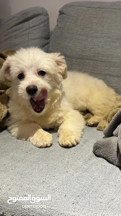 Maltese puppy 3 month old