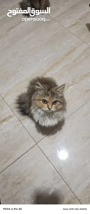 قط شيرازي للبيع (انثى)
