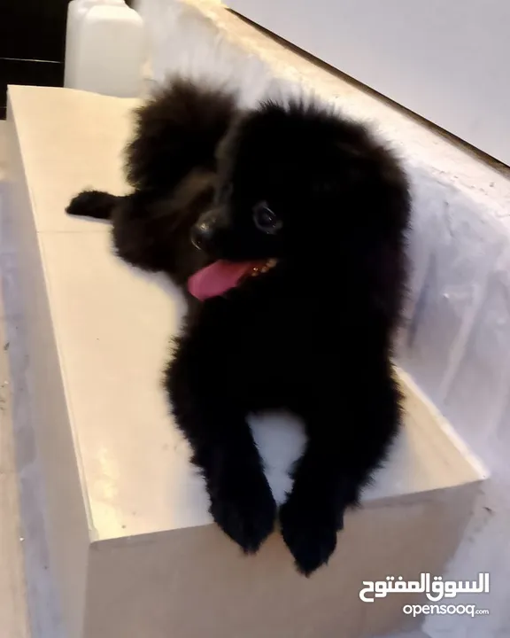 Friendly Pomeranian Dog