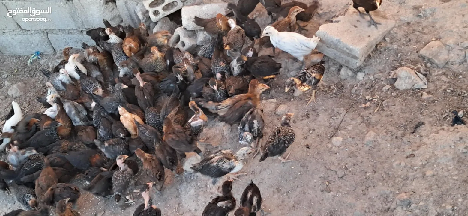 صيصان جاج بلدي