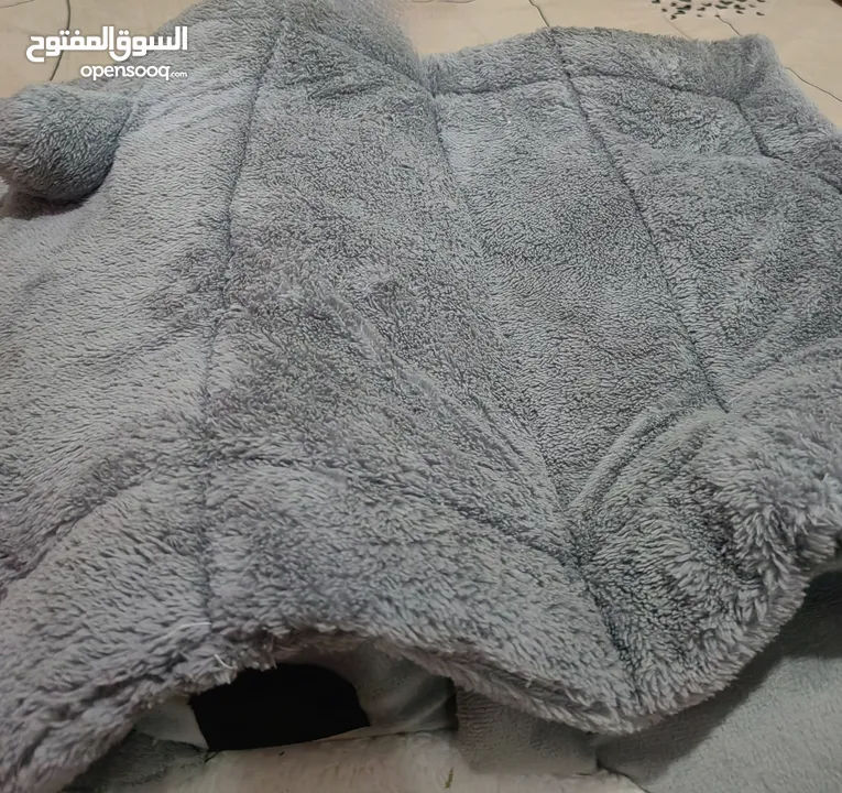 سكوتش فولد لونج هير للبيع ..........