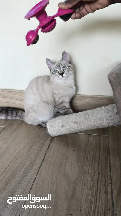 Scottish fold  kitten 3 month old