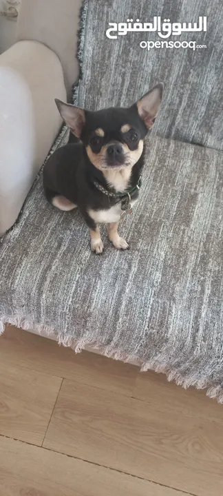 Male chihuahua looking for a good home