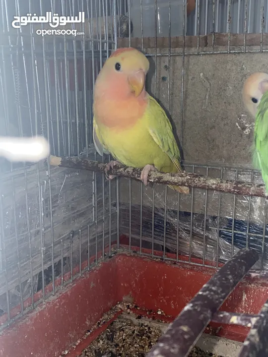 ذكر روز شبه جاهز للبيع طفره مميزه صلي عالنبي