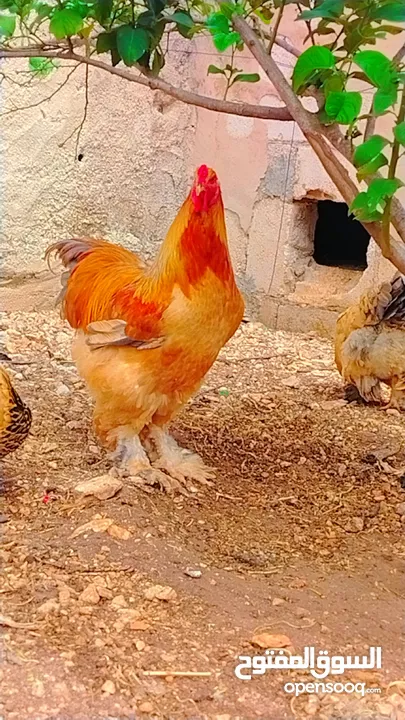 20 صوص براهمي من الاهالي المعروضه
