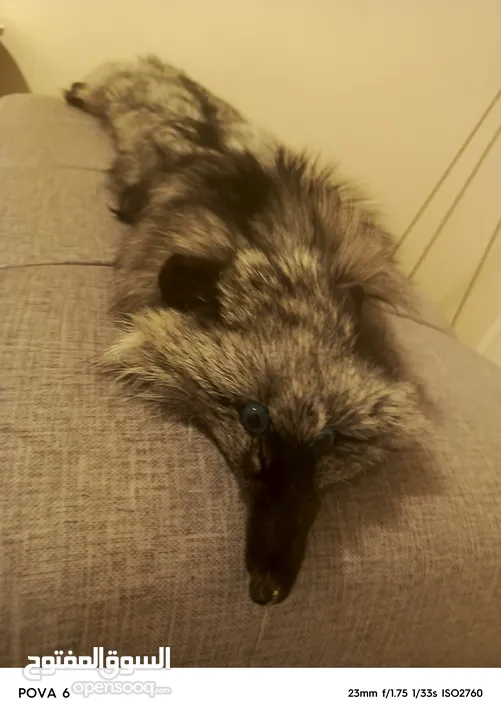 فروه silver fox