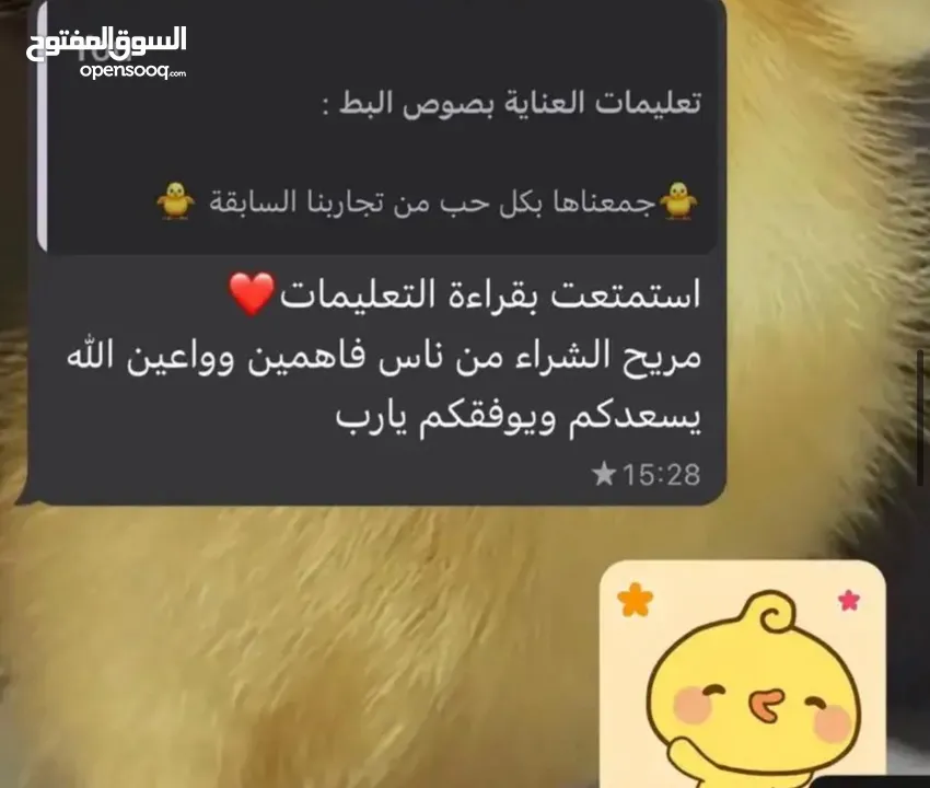 كتاكيت بط (( متجر الكتكوت الصغير ))