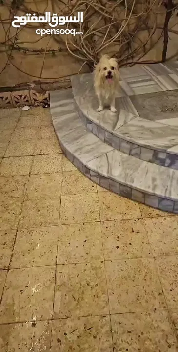 كلب ذكر اليف