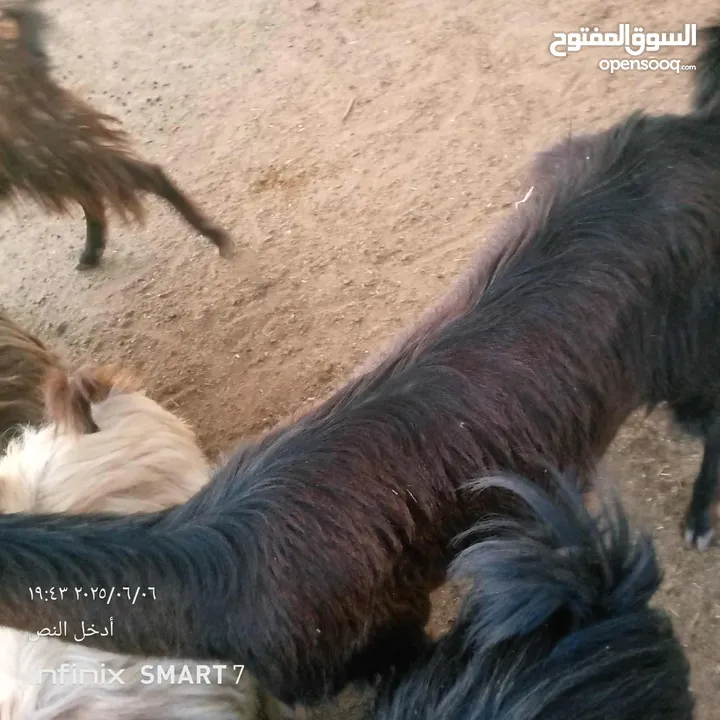 عنزه عشار سن رباعيه