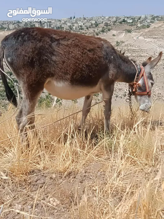جحشه زرقا قطعه حلوه