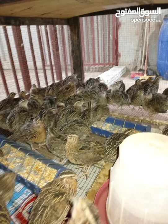 فري بياض عمر 50 يوم صحه ونضافه