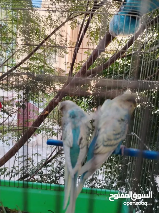 طيور حب و روز و فيشر