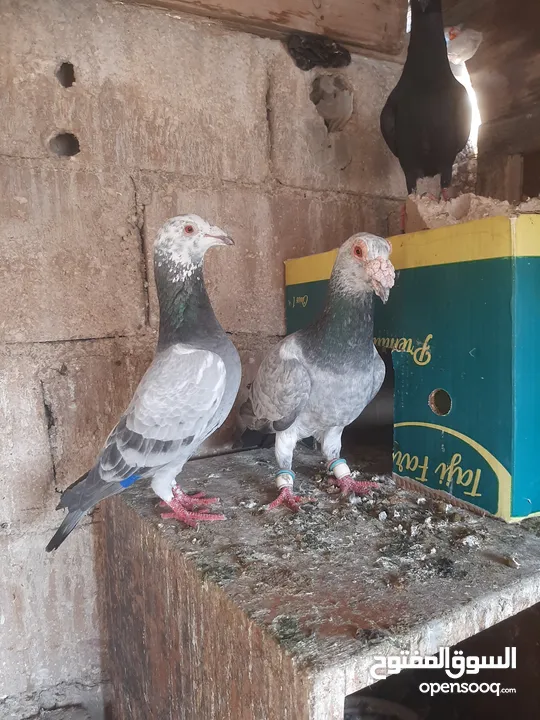 3 جواز شغالات للبيع اقراء الوصف قبل ماترن  كل جوز اله سعر