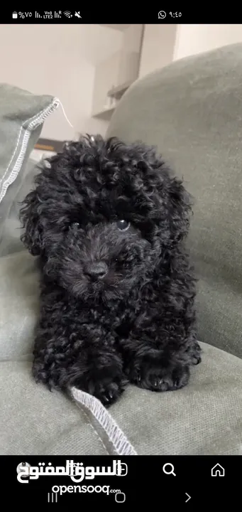 TOY POODLE