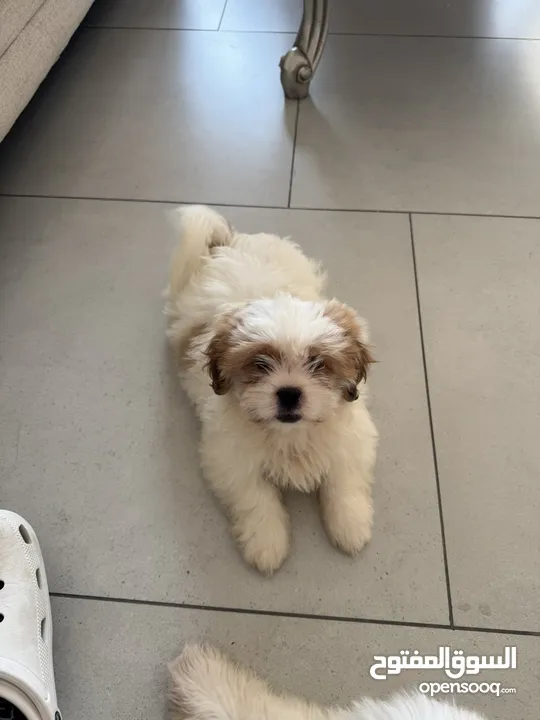 Shih Tzu Full Breed, 1.5 Months Old, Fully Healthy, Both Parents are Full Breed Shih Tzu