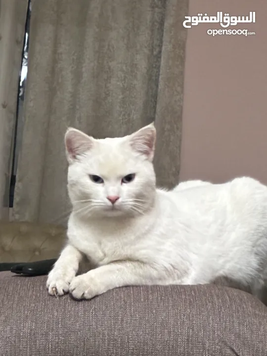 قط الانجورا التركي ابيضّ