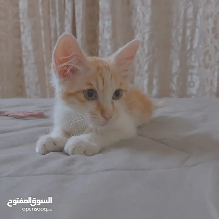 قطط لتبني ذكر وانثى عمر شهرين ونص