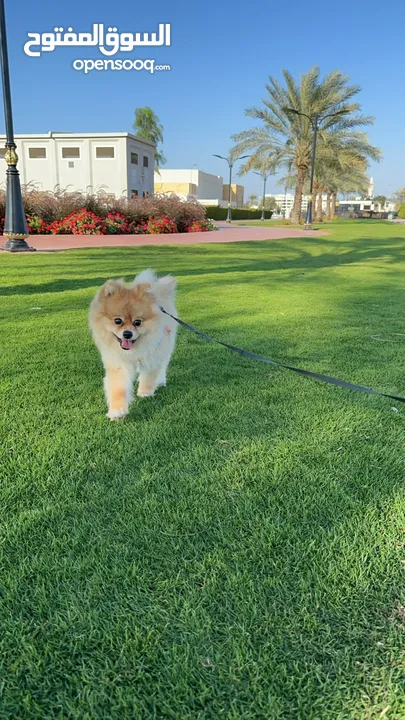 بومرينيان ذكر العمر سنتين Pomeranian male 2  yrs