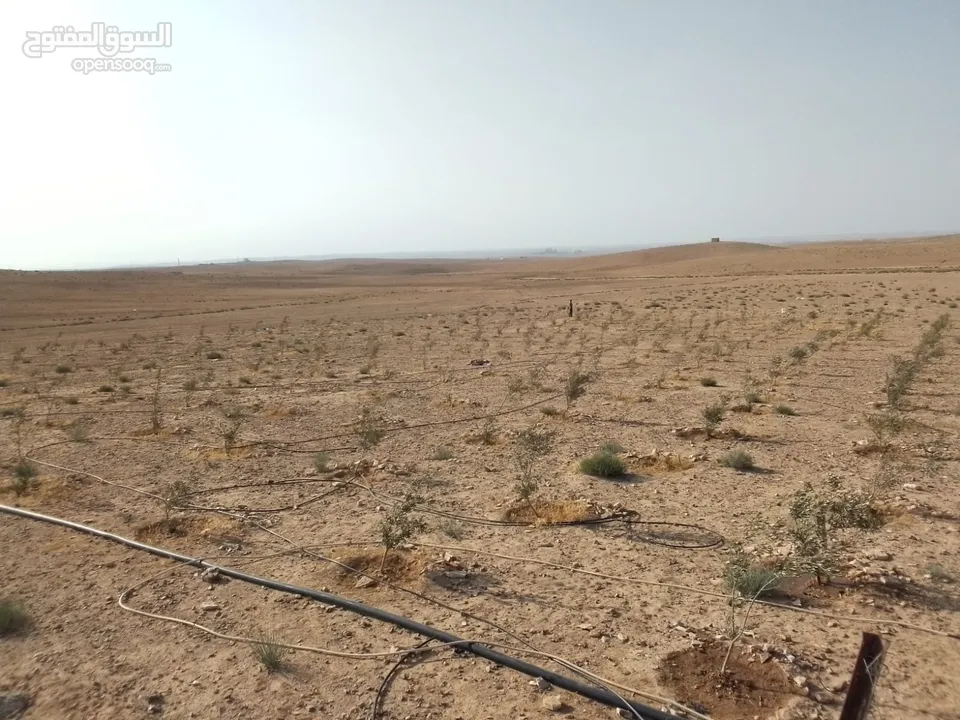عشره دنمات للبيع
