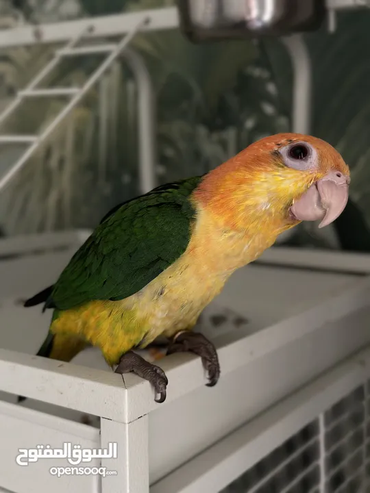 White belly caique baby