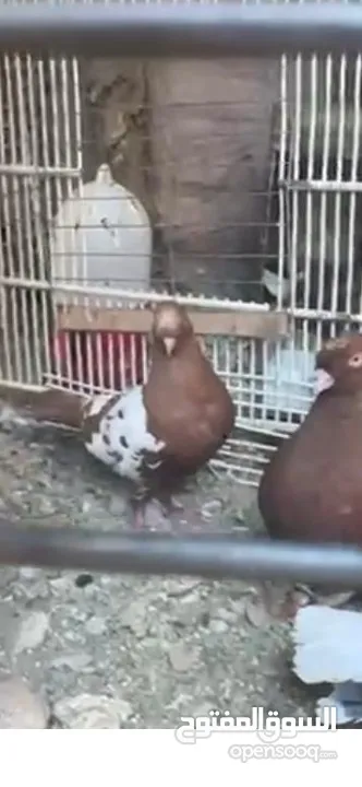 حمام جواز شغاله