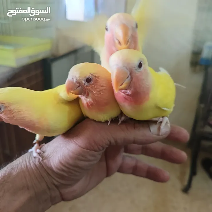ماشاء الله لا قوة إلا بالله