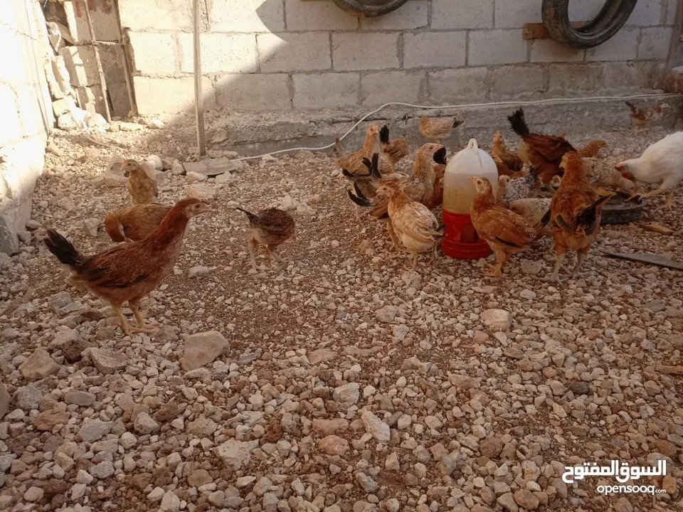 صوص بلدي للبيع