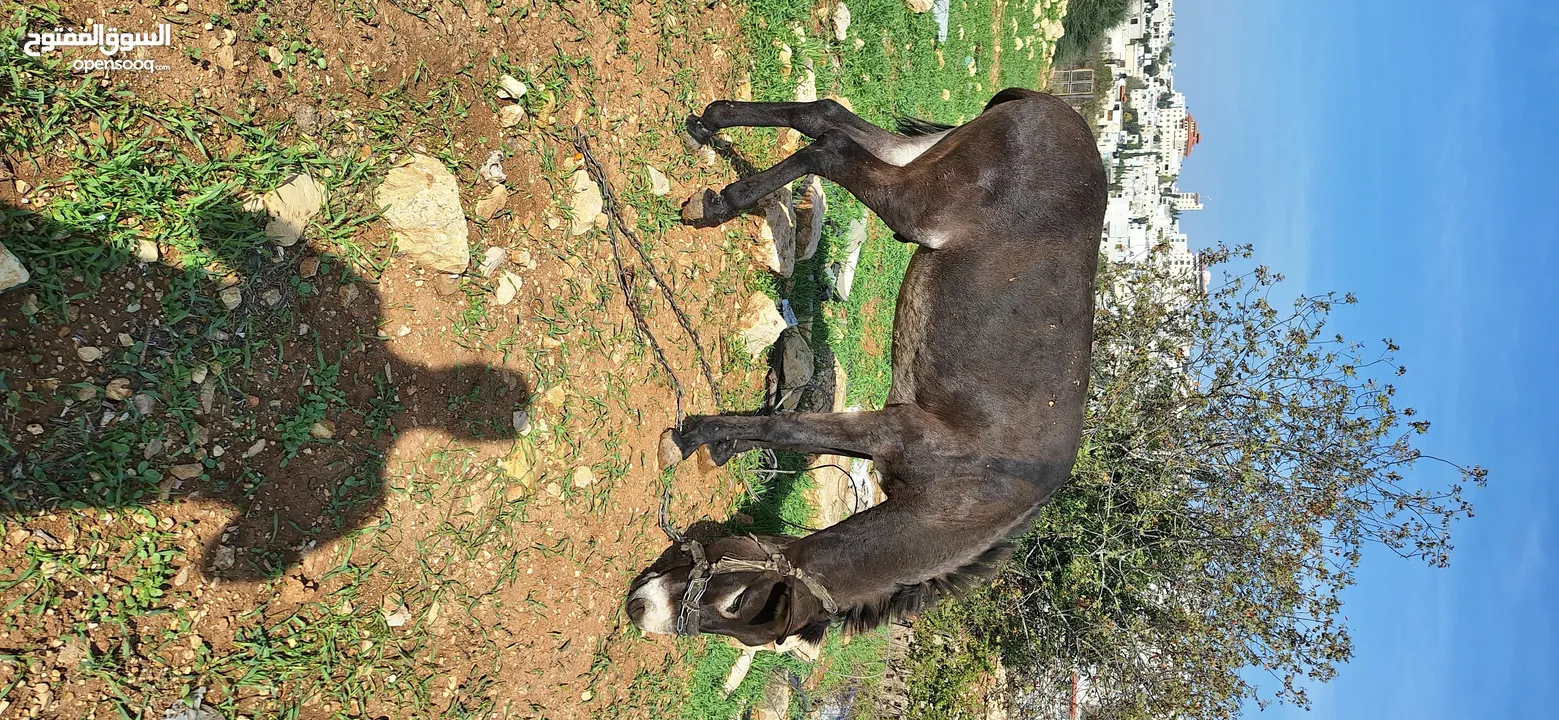 حمار للبيع موجود بالخليل _حلحول