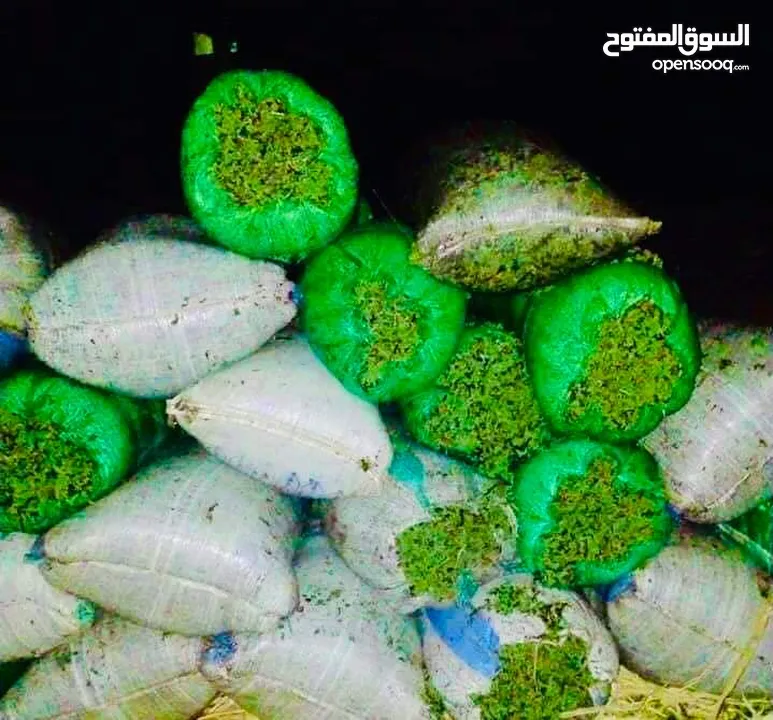 علف الازولا يزرع مره وينتج يوميا مدى الحياه للدجاج والمواشي وجميع الحويانات