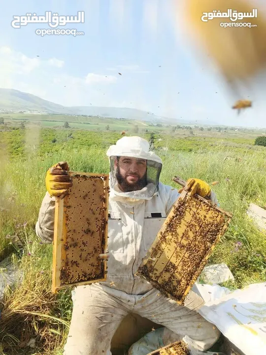 نحل ايطالي لوجستيكا مضغوط