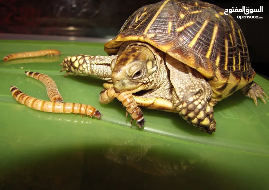 دود قبابي _ميل ورم _ Mealworm