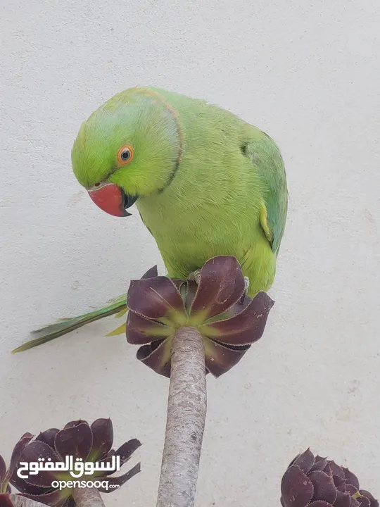 ببغاء درارة هندي ذكر كوكو عمر سنتين مطوق اليف جدا ما بعض نهائي لعوب بحب الاطفال