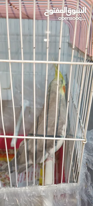 طيور كوكتيل للبيع