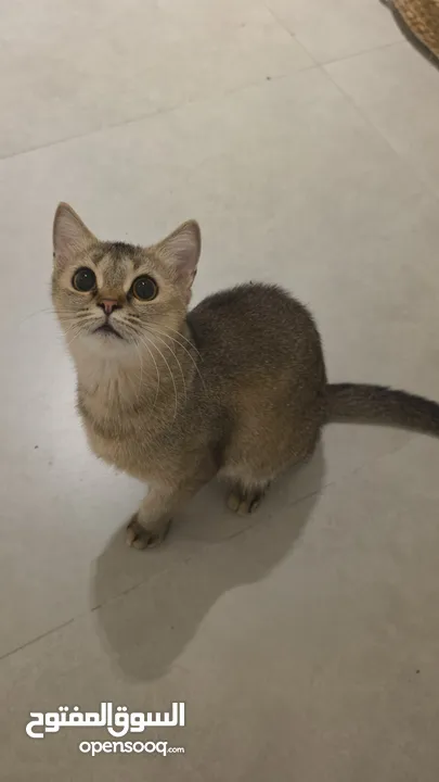 قطط كبيرة للتبني انواع مكس